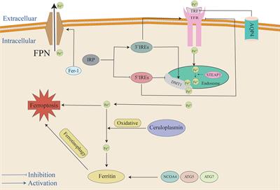 Frontiers | The Mechanism Of Ferroptosis In Early Brain Injury After ...